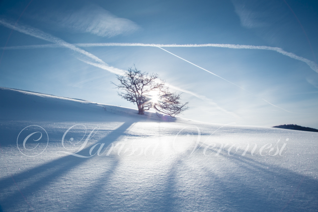 Baum im Schnee, Schwäbische Alb